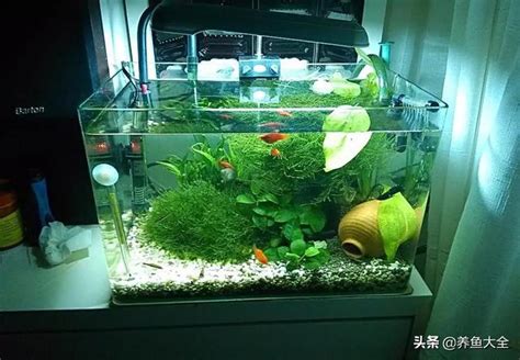 小魚缸可以養幾隻魚|選擇魚缸 